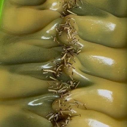 Alpine Mint Soap (PREORDER)