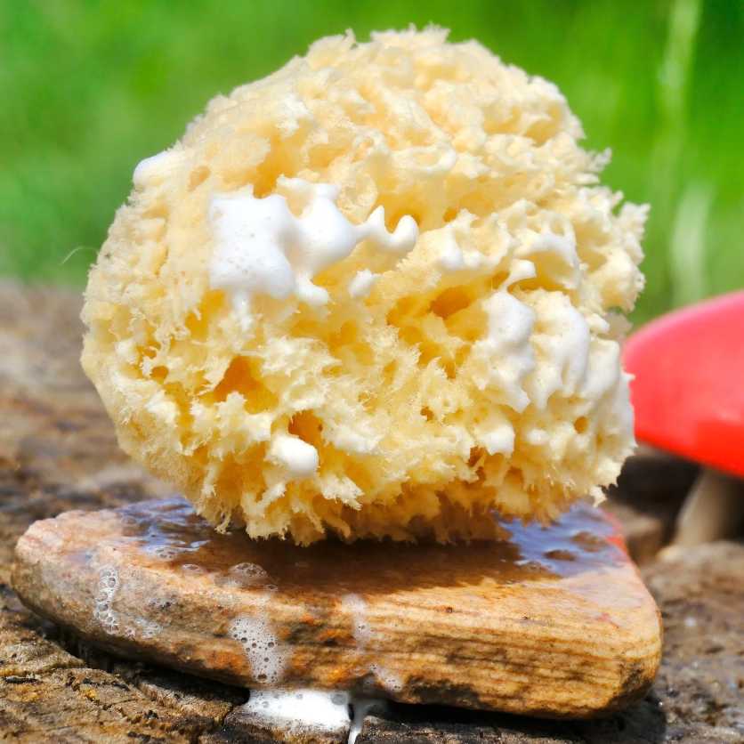 Body Sponge
