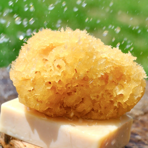 Body Sponge