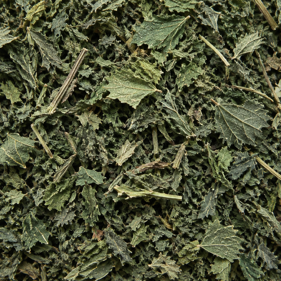 Dried nettle close-up