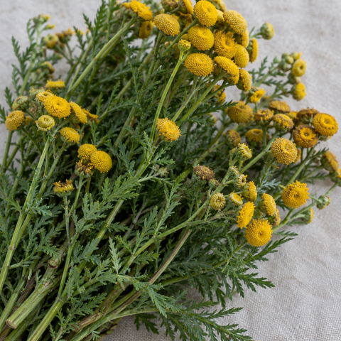 Realistic close-up of blue tansy flowers
