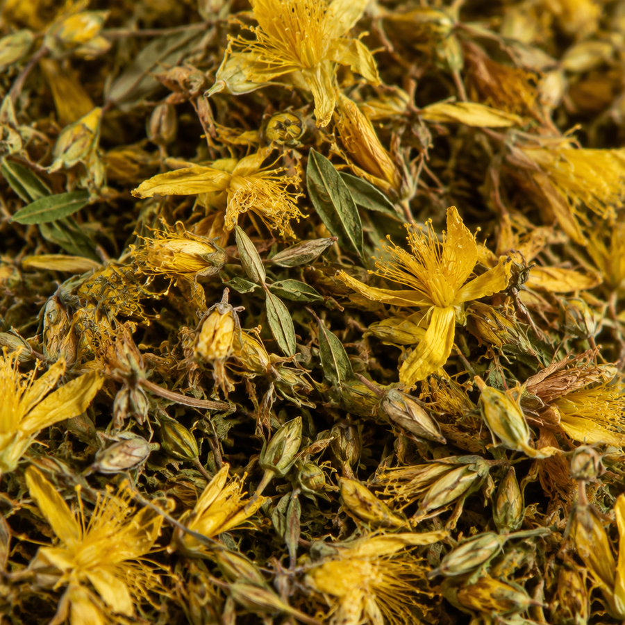 St. John’s wort close-up