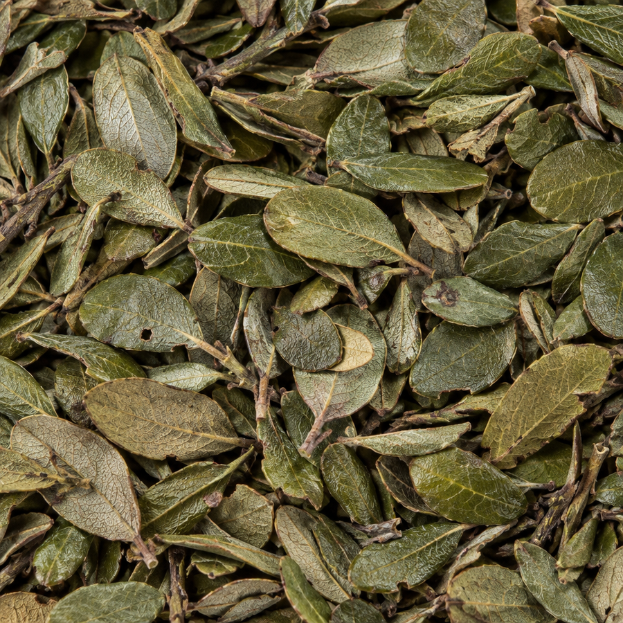Uva ursi close-up