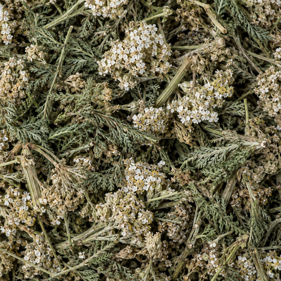 Yarrow close-up